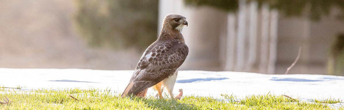 photo of hawk